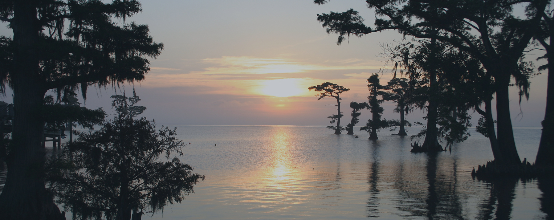 Cypress trees on the Albemarle Sound at sunrise